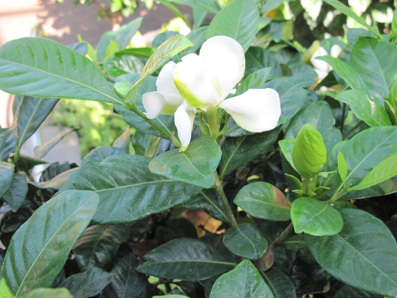 White Gardenia Flower — Green, Calm, Afternoon