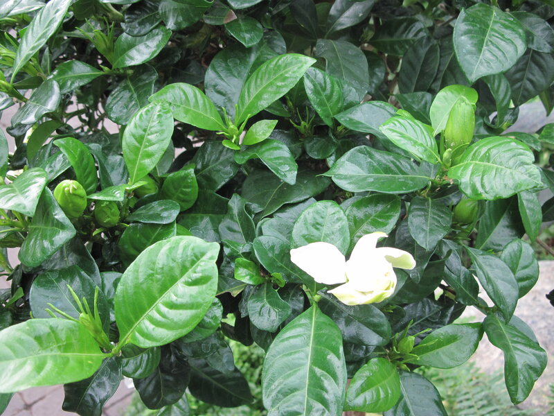 White Gardenia Flower — Green, Calm