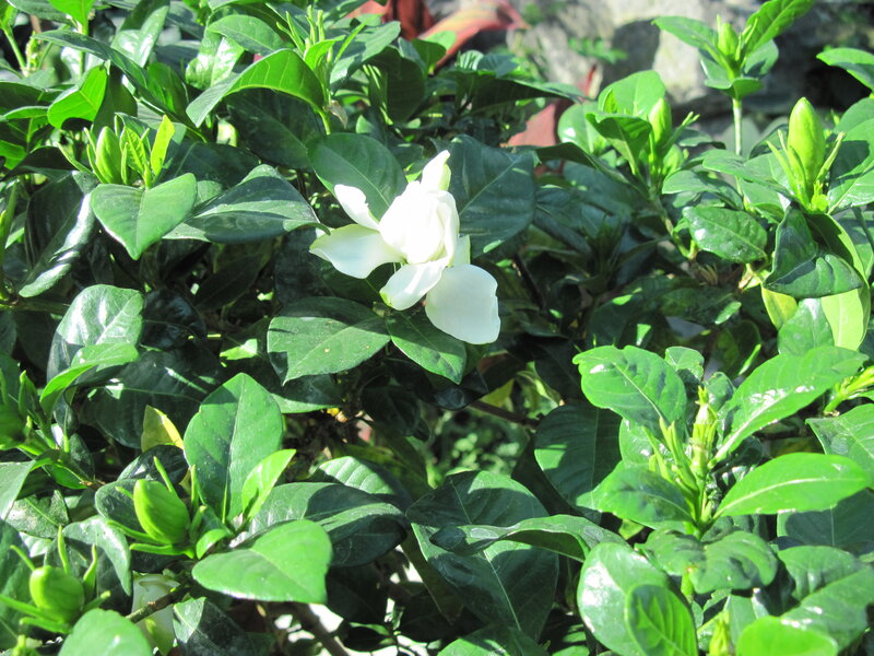 White Gardenia Flower — Green, Serene
