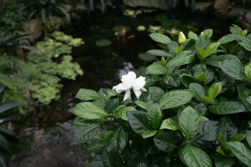 White Gardenia Flower — Green