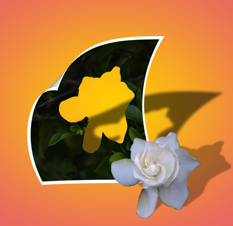 White Gardenia Flower — Orange