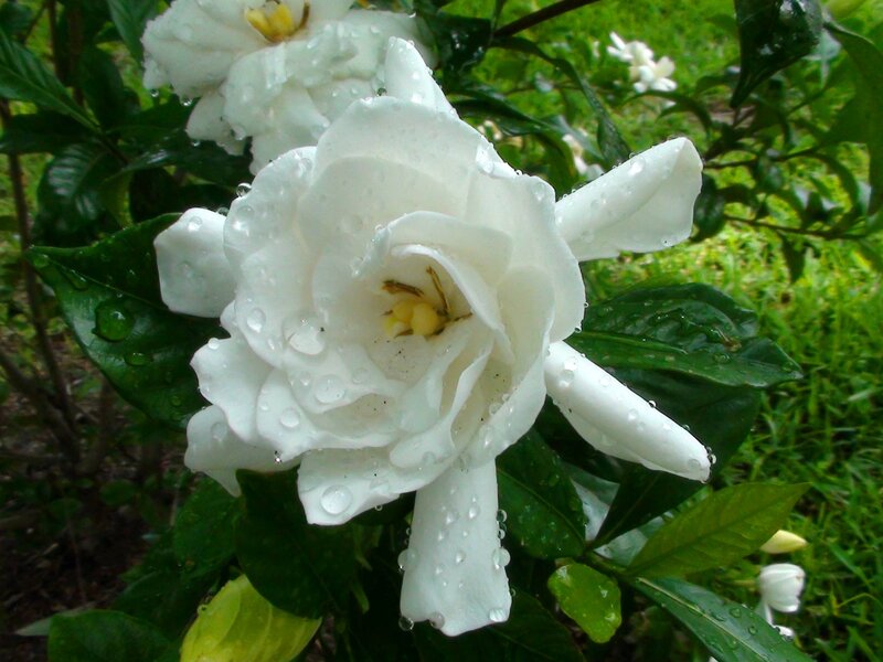 White Gardenia Flower — Serene, Afternoon, Photograph, Raindrops