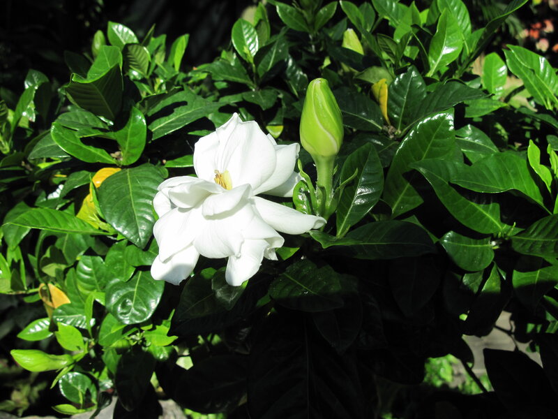 White Gardenia Flower — Serene, Afternoon