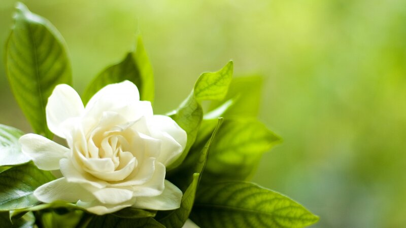 White Gardenia Flower — Serene, Morning, Photograph, Green Leaves