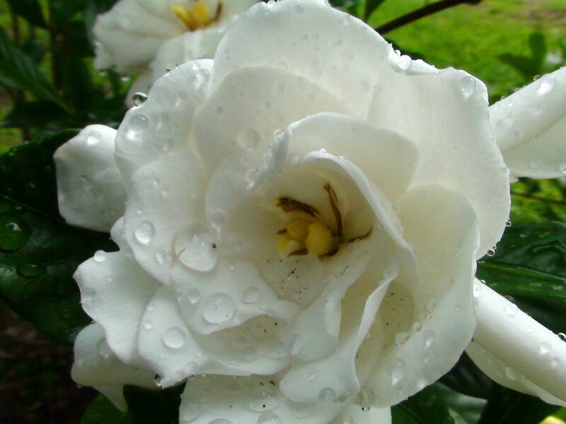 White Gardenia Flower — Serene, Morning, Photograph