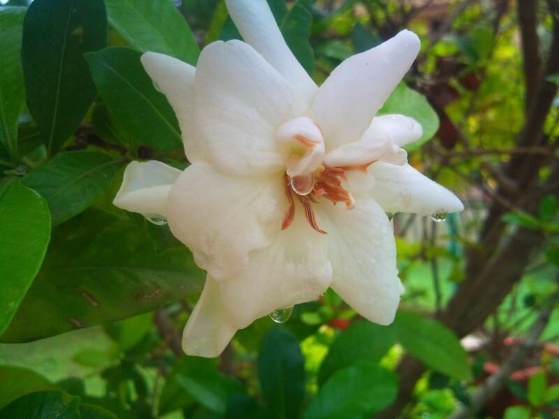 White Gardenia Flower — Serene, Morning