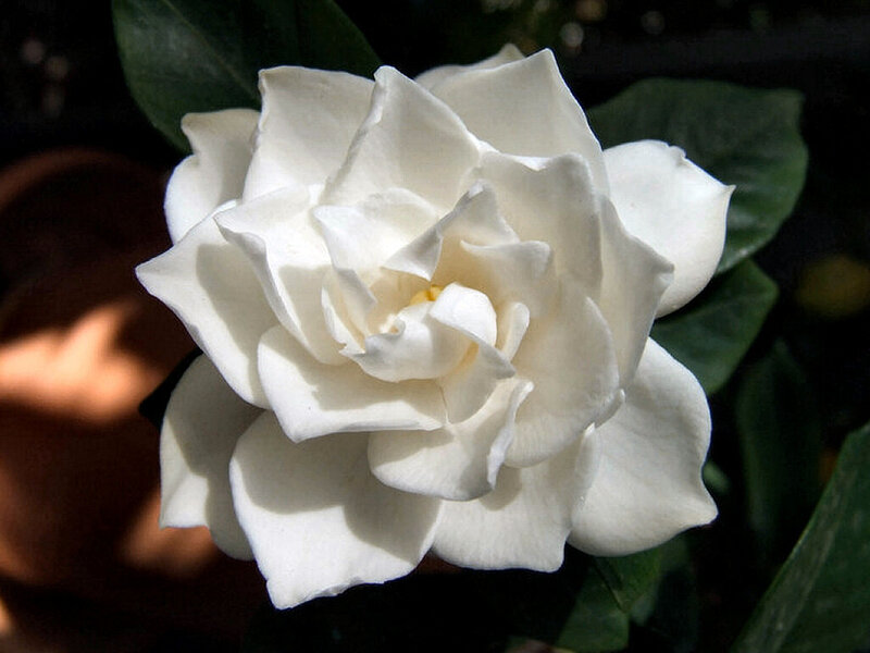 White Gardenia Flower — Serene, Photograph, Green Leaves