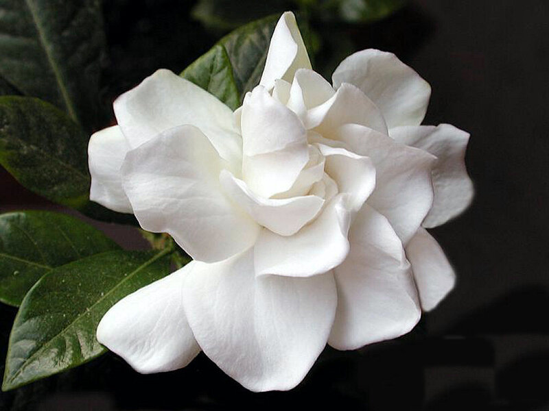 White Gardenia Flower — Serene, Photograph