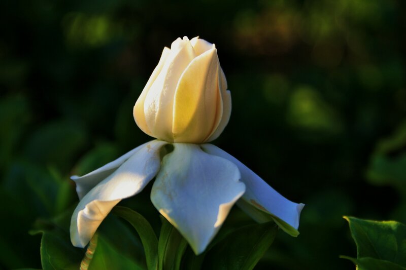 White Gardenia Flower — Serene, Sunset