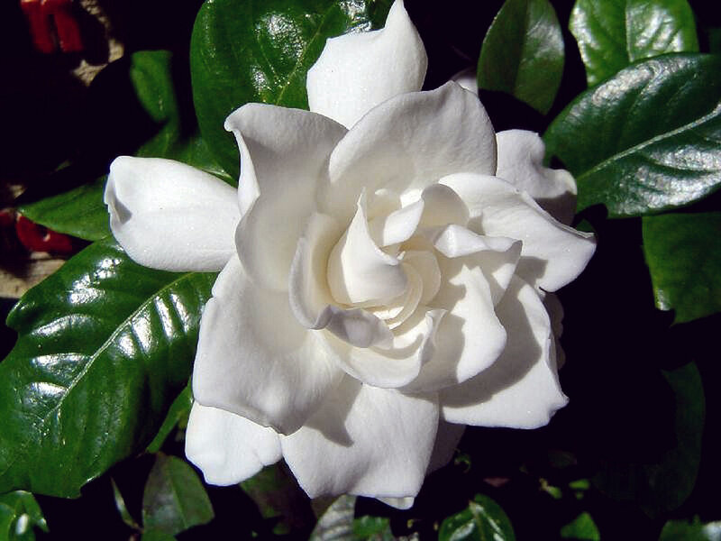White Gardenia Flower — Serene