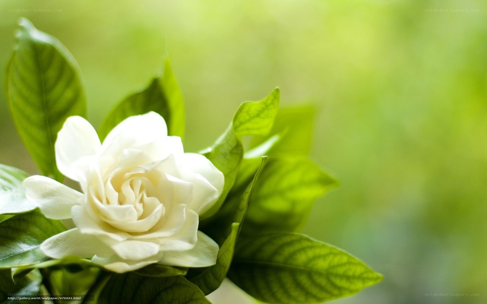 white gardenia flower