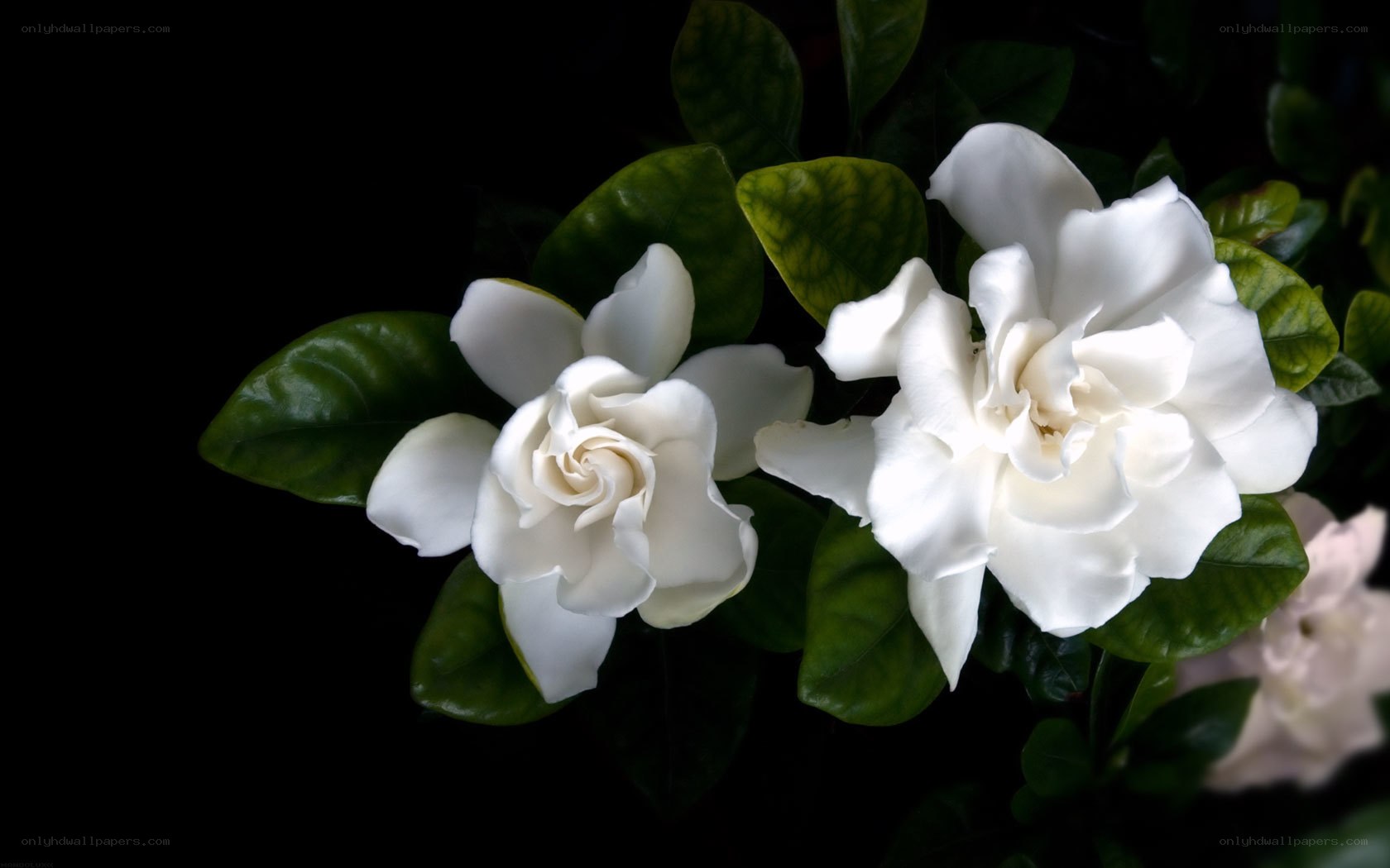 white gardenia flowers