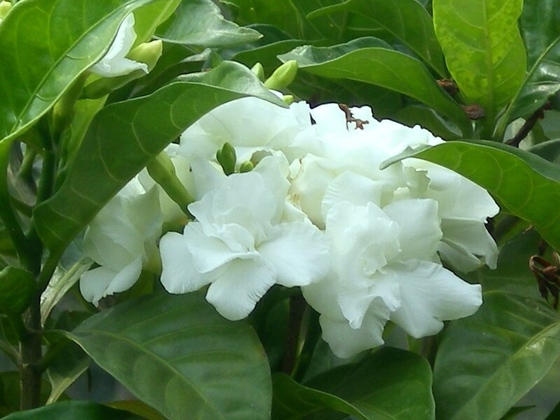 white gardenia flowers