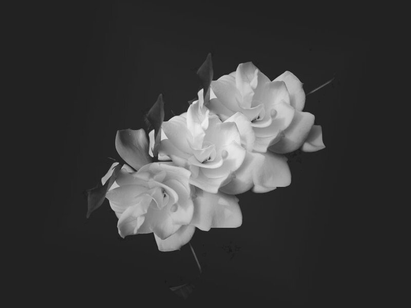 White Gardenia Flowers — Black