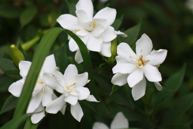 White Gardenia Flowers — Calm, Photograph