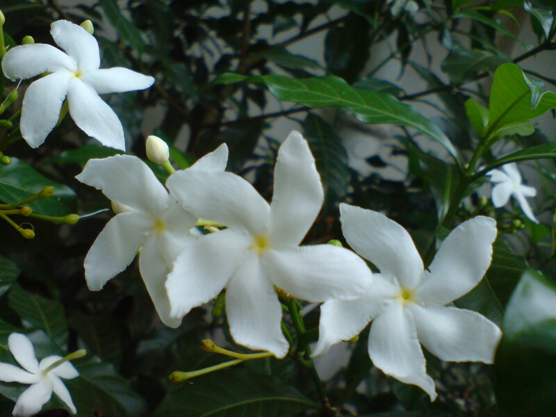 White Gardenia Flowers — Calm