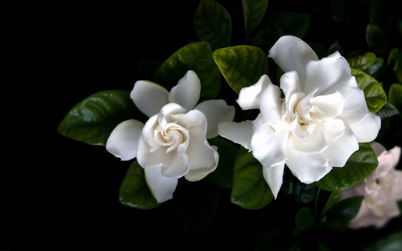 White Gardenia Flowers — Dramatic, Photograph