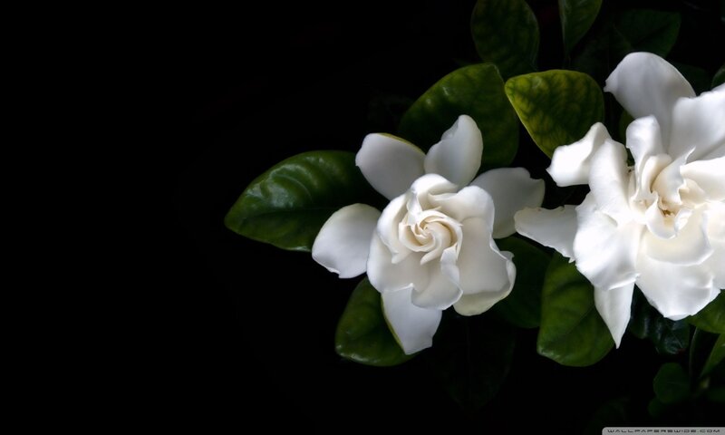 White Gardenia Flowers — Dramatic