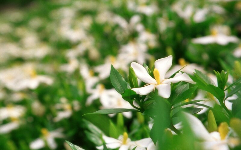 white gardenia flowers in bloom