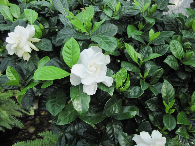 White Gardenia Flowers — Serene, Afternoon, Photograph