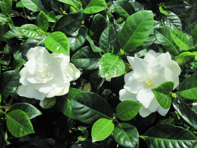 White Gardenia Flowers — Serene, Afternoon