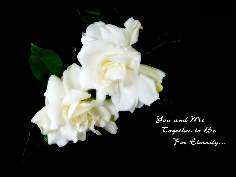 White Gardenia Flowers — Serene, Photograph