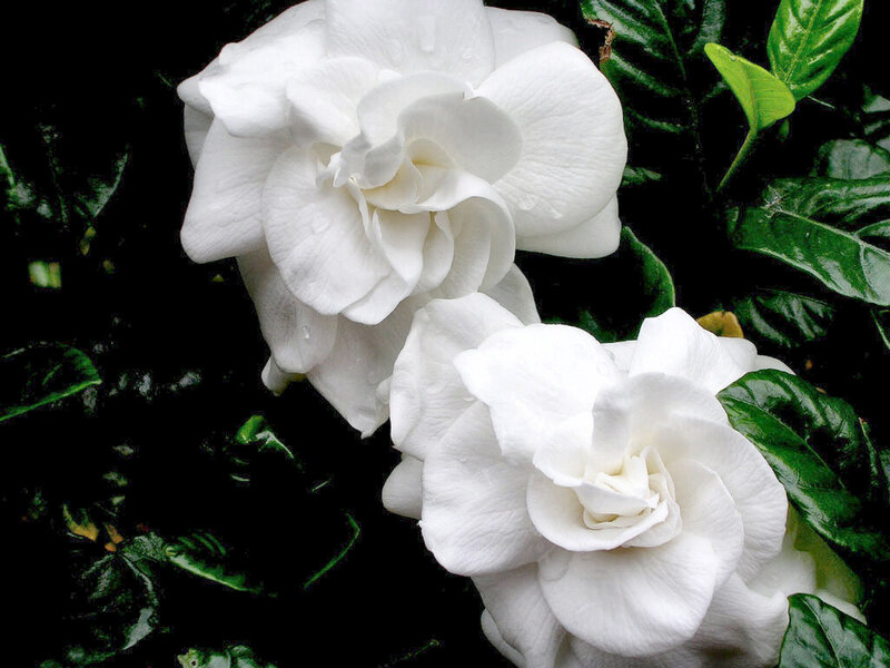 White Gardenia Flowers — Serene