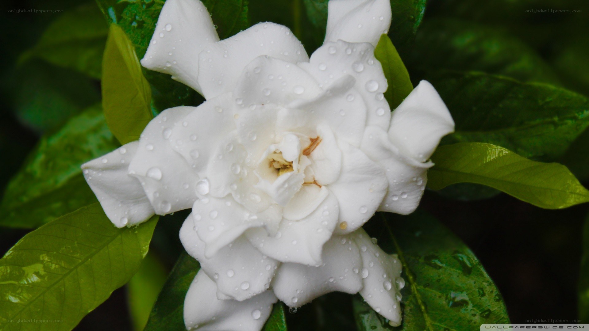 white gardenia with water droplets