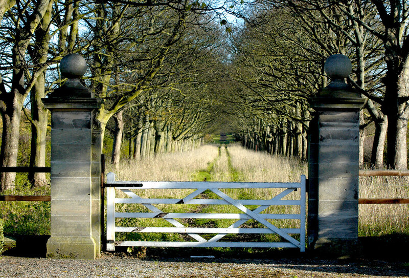 White Gate in Tree Tunnel