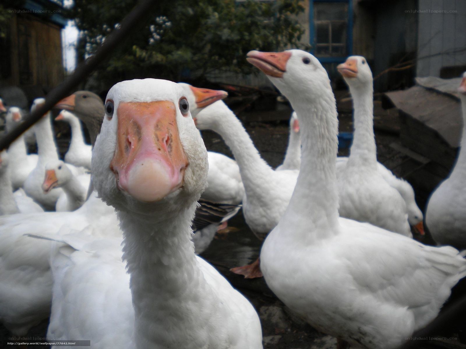 White geese in a farmyard