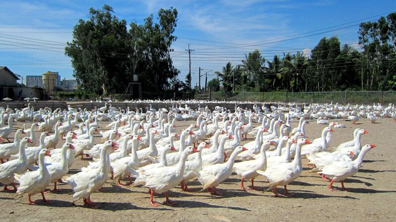 White Geese in a Flock — Outdoor