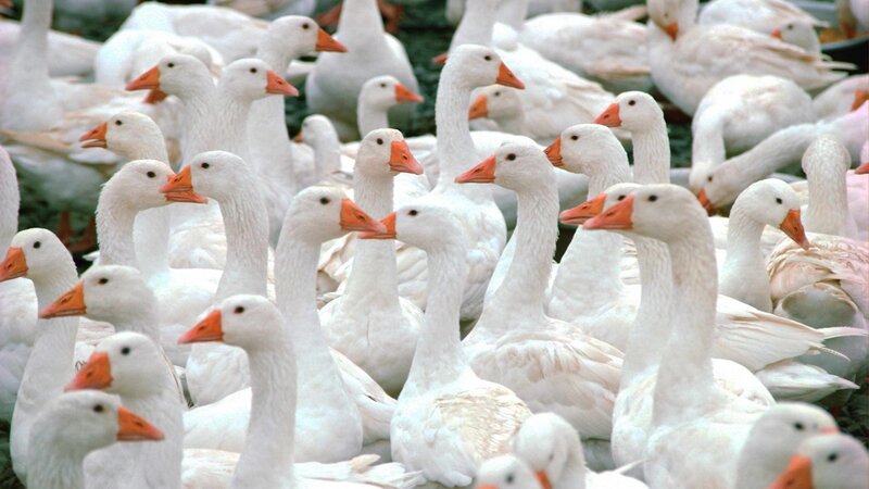 White Geese in a Flock