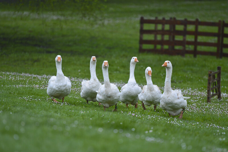 White Geese in Field — Green