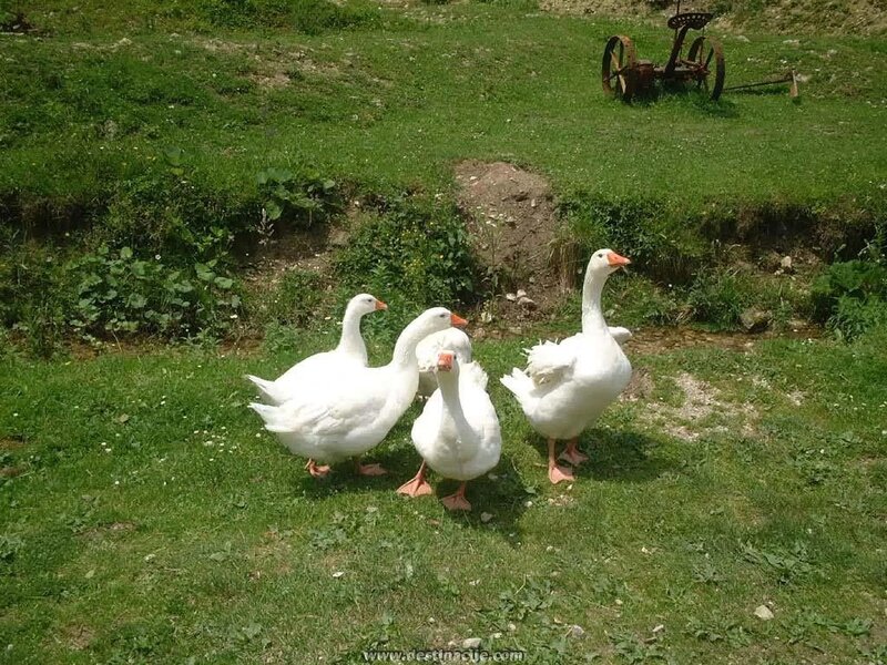 White Geese in Field