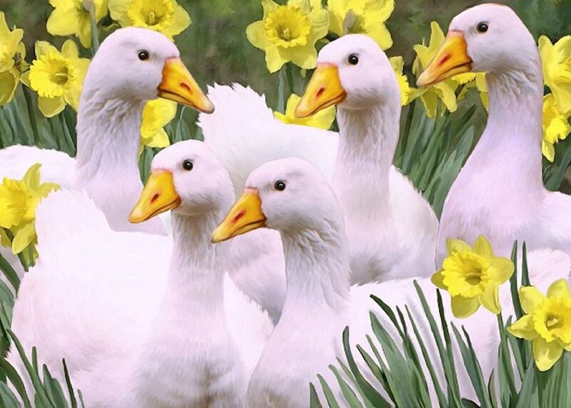 White Geese in Flowers