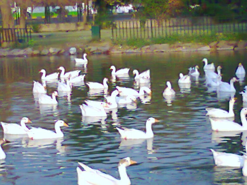 White Geese in Pond — Calm