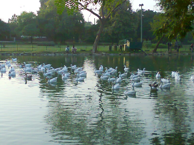 White Geese in Pond — Green, Calm