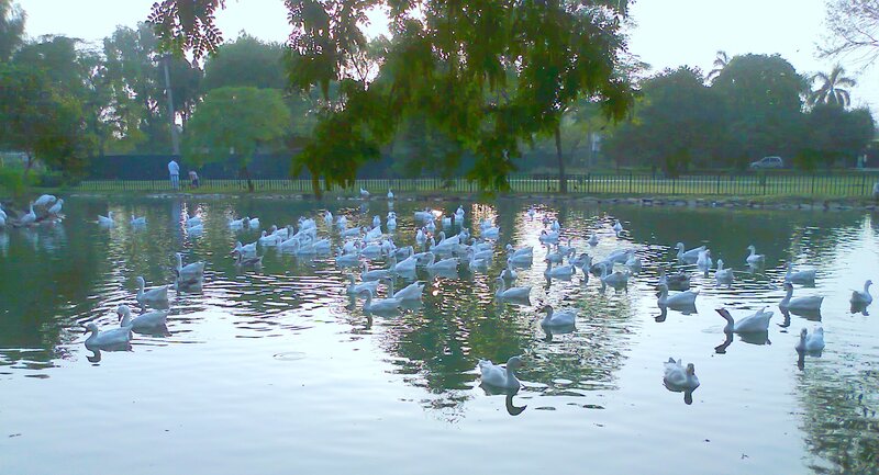 White Geese in Pond — Green, Serene