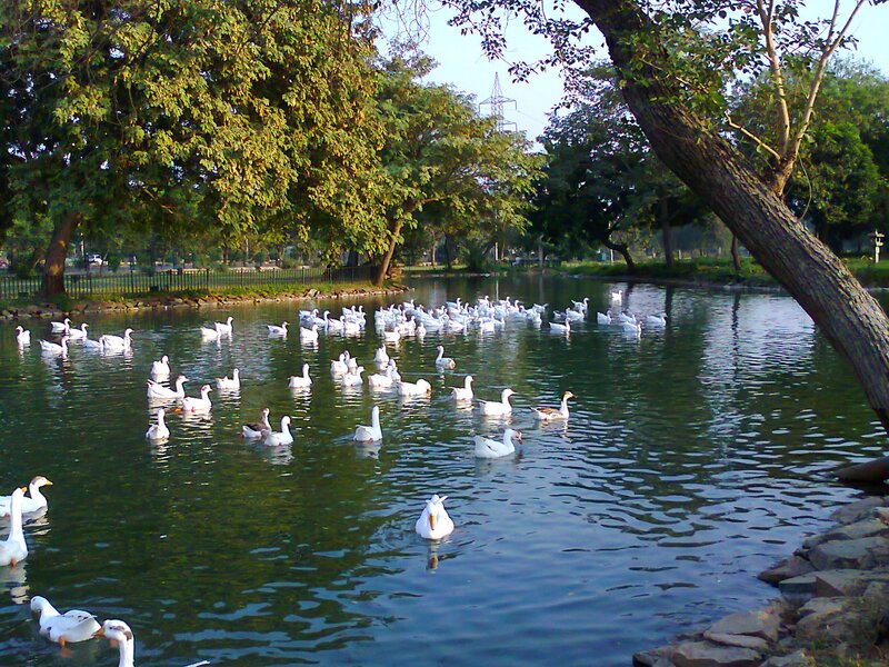White Geese in Pond — Green