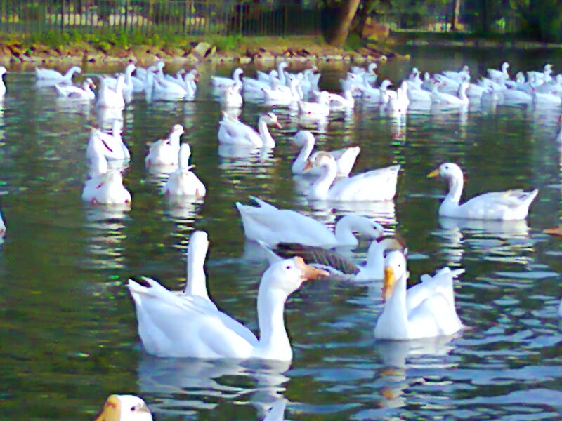White Geese in Pond