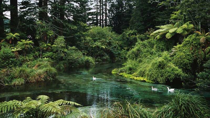 White Geese in River — Green