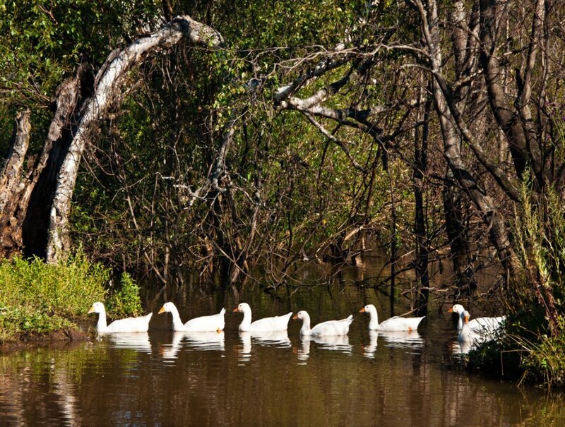 White Geese in Water — Brown