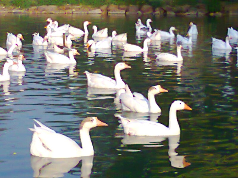 White Geese in Water — Calm