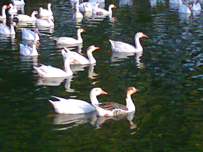 White Geese in Water — Green