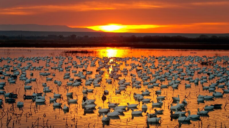 White Geese in Water — Orange