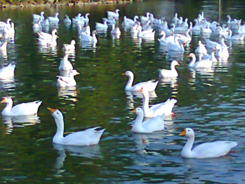 White Geese in Water