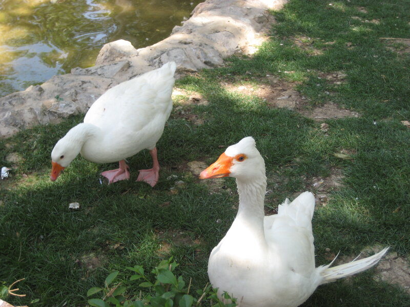 White Geese on Grass — Calm