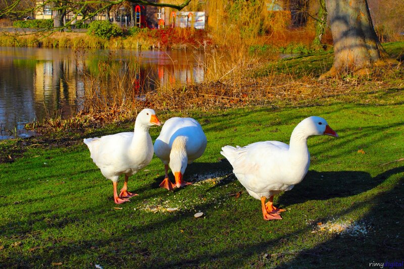 White Geese on Grass — Green
