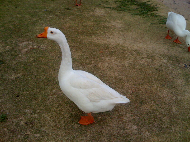 White geese on grass
