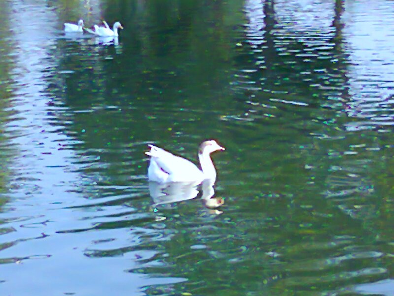White Geese Swimming — Green